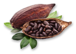 Kakaobohne halbiert