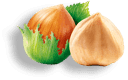 einzelne Nuss
